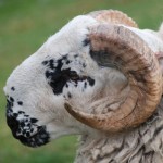 Harry, Scottish Blackface ram